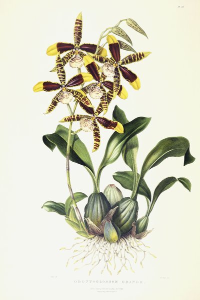 Odontoglossom Grande, c.1837-1843 - Miss Drake