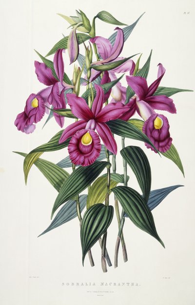Sobralia Macrantha, vers 1837-43 - Miss Drake