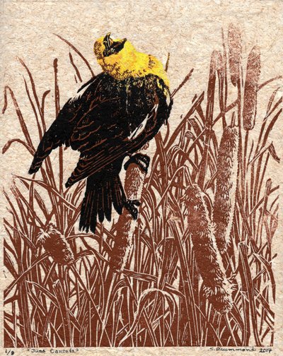 Cantate de quenouilles, 2017 (Linogravure) - Sarah Drummond