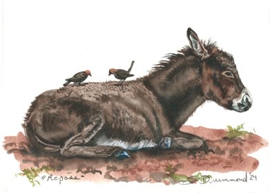 Repose, 2024 (aquarelle sur papier) - Sarah Drummond