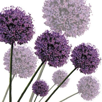 Allium Fernandez, 2004 - Sarah Hough