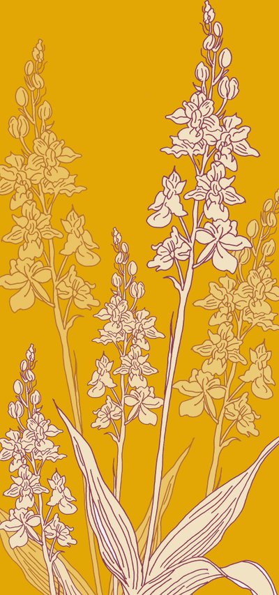 Orchidée araignée - Sarah Hough