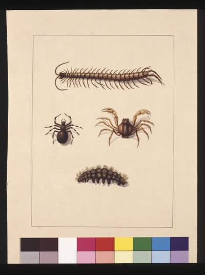 Page 11. Insectes de Nouvelle-Galles du Sud. Maintenant connus sous le nom de centipède commun, araignée du genre Isopeda, crabe soldat, chenille, vers 1789-90 - Sarah Stone