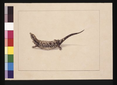 Page 12. Le Scincoïde, ou Lézard en forme de scinque. Maintenant connu sous le nom de Lézard à langue bleue, vers 1789-90 - Sarah Stone