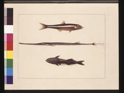 Page 13. Athérine, Tabac, Poisson-pipe, Poisson-rémora. Maintenant connu sous le nom d
