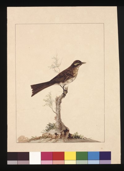 Page 14. Moucherolle à oreilles jaunes. Maintenant connu sous le nom de Méliphage à face jaune, c.1789-90 - Sarah Stone