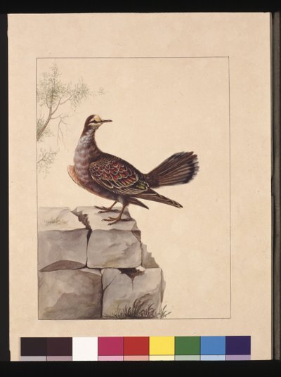 Page 15. Pigeon à ailes dorées. Maintenant connu sous le nom de pigeon bronzé forestier, vers 1789-90 - Sarah Stone