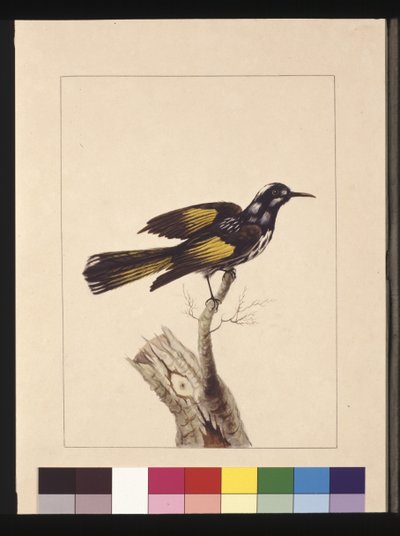 Page 19. Grimpeur de Nouvelle-Hollande. Maintenant connu sous le nom de Méliphage de Nouvelle-Hollande, vers 1789-90 - Sarah Stone