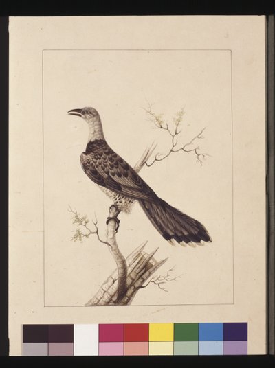 Page 1. Calao anormal : Signé l.c. Sarah Smith. Maintenant connu sous le nom de Coucou à bec de corbeau, c.1789-90 - Sarah Stone