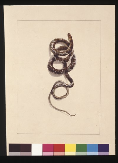 Page 20. Serpent n°1. Maintenant connu sous le nom de serpent brun, vers 1789-90 - Sarah Stone
