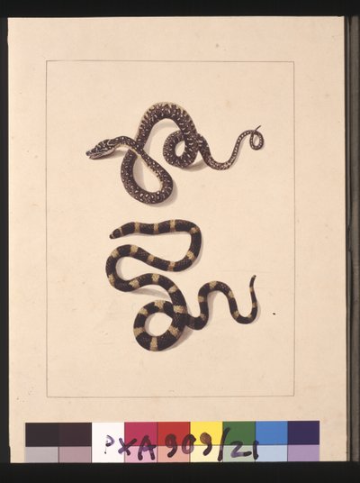 Page 21. Serpents n°1 et n°2. Maintenant connus sous le nom de jeune serpent diamant et de Bandy bandy, vers 1789-90 - Sarah Stone