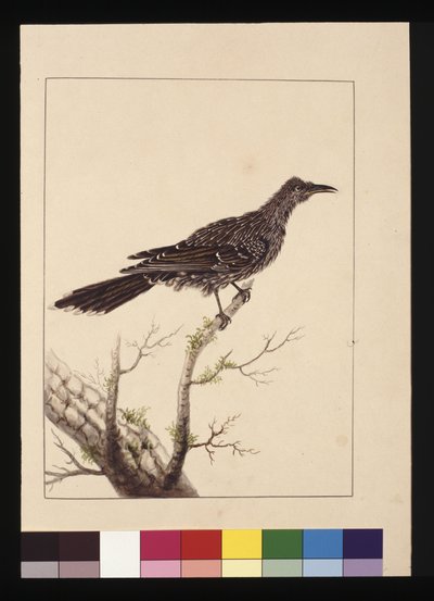 Page 26. Guêpier femelle. Maintenant connu sous le nom de Petit oiseau à gencives, c.1789-90 - Sarah Stone