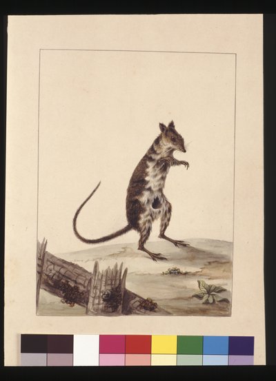 Page 27. Poto Roo ou rat-kangourou. Maintenant connu sous le nom de kangourou-rat roux, vers 1789-90 - Sarah Stone