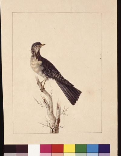 Page 29. Grive de Port Jackson. Maintenant connue sous le nom de grive tachetée, c.1789-90 - Sarah Stone