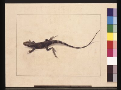Page 31. Lézard muricé. Maintenant connu sous le nom de Dragon des arbres, c.1789-90 - Sarah Stone