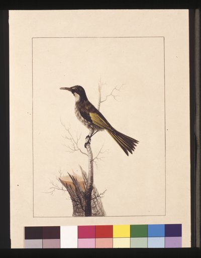 Page 5. New Holland Creeper. Maintenant connu sous le nom de White-cheeked honey eater, vers 1789-90 - Sarah Stone