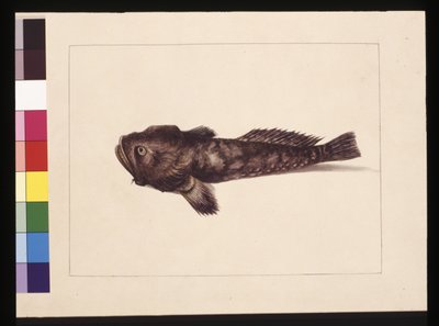 Page 8. Doubtful Lophius. Maintenant connu sous le nom de Frog Fish, vers 1789-90 - Sarah Stone