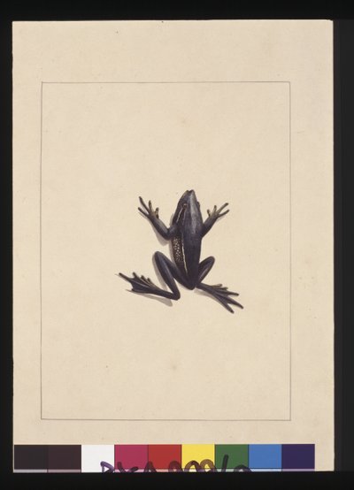 Page 9. Grenouille bleue. Maintenant connue sous le nom de grenouille arboricole verte, vers 1789-90 - Sarah Stone