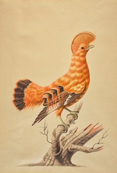 Rupicola Rupicola - Sarah Stone