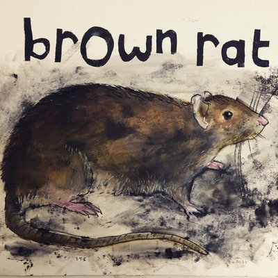 Rat brun, 2021 - Sarah Thompson Engels