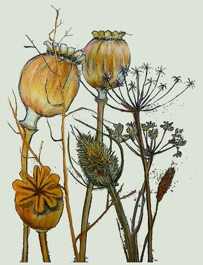 Têtes de graines séchées, 2019 - Sarah Thompson Engels