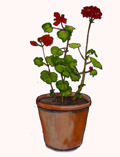 Géraniums dans un pot de fleurs, 2019 - Sarah Thompson Engels