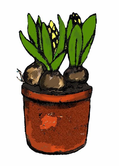 Jacinthe en pot - Sarah Thompson Engels