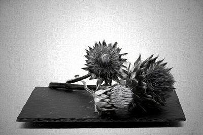  - Saskia Dingemans