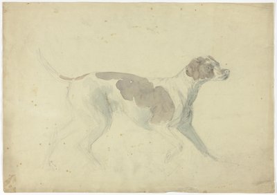 Chien renard (recto) ; Croquis d