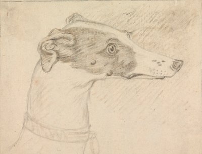 Portrait de tête de lévrier - Sawrey Gilpin