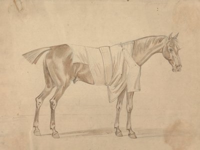 Cheval habillé d