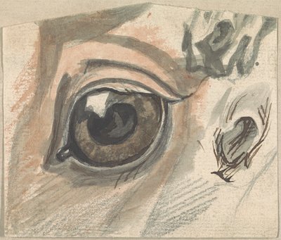 Études des traits faciaux d