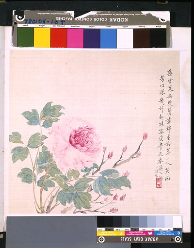 Album de fleurs et d