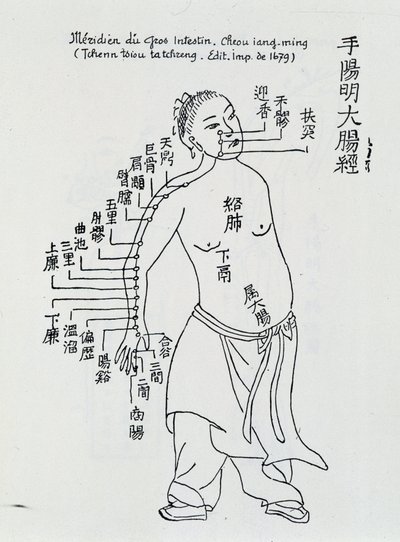 Acupuncture chinoise : le gros intestin - School Chinese