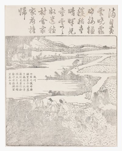 Récolte du riz - School Chinese
