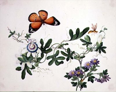Fleur de la passion et papillon - School Chinese