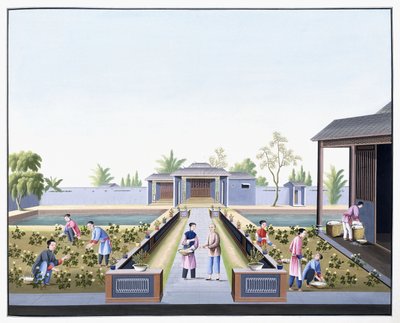 Récolte du coton - School Chinese