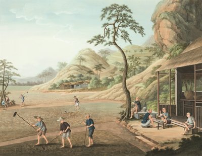 Production de thé, vers 1820 - School Chinese