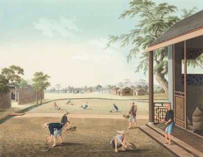 Production de thé, vers 1820 - School Chinese