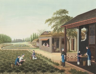 Production de thé, c. 1820 (gouache et peinture dorée sur soie montée sur papier) - School Chinese