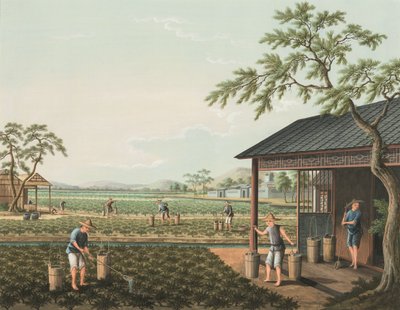 Production de thé, c. 1820 - School Chinese