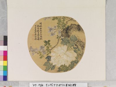Pivoine blanche d