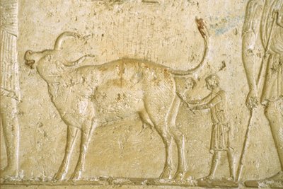 Égypte ancienne, peinture murale, Tombe de Petosiris, Tuna el-Gebel, 300 av. J.-C., Aider une vache à mettre bas - School Egyptian