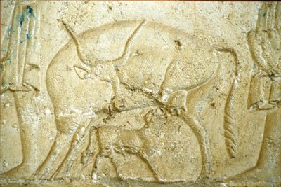 Égypte ancienne, sculpture/peinture murale, tombe de Petosiris, Tuna Gabel, Tuna el Gebel, 300 av. J.-C., Un veau essayant de téter - School Egyptian