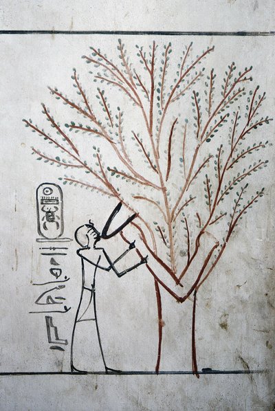 Louxor, Thèbes : Vallée des Rois. Tombeau de Thoutmosis III (-1504 - -1450), pharaon d