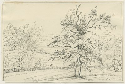 Cannock Chase - School English