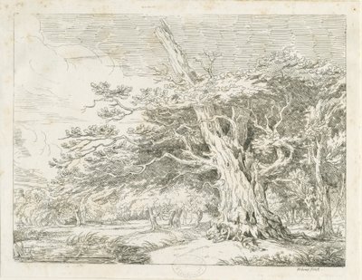 Needwood - Chêne - School English