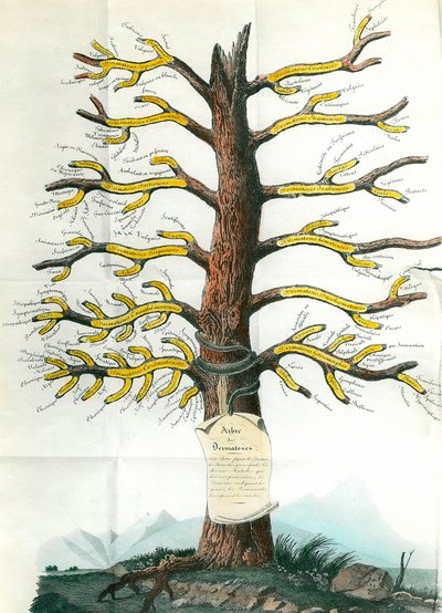 Arbre de la dermatose Tableau médical de dermatologie indiquant sur les branches tous les types de maladies de la peau. Paris. Académie de Médecine - School French