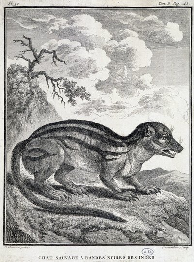 Chat sauvage noir rayé indien - School French