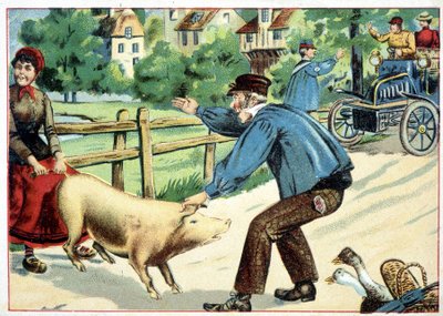 Cochon qui refuse d